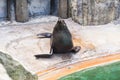 Cute fur seal rests at the zoo in a sunny warm day. Concept of animal life in a zoo and in captivity. Royalty Free Stock Photo