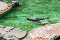Cute fur seal swims at the zoo in a sunny warm day. Concept of animal life in a zoo and in captivity. Royalty Free Stock Photo