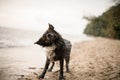 cute fur wet dog shaking off water at sandy beach Royalty Free Stock Photo