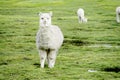 Cute furry alpaca on green meadow Royalty Free Stock Photo