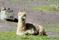 Cute furry alpaca Royalty Free Stock Photo