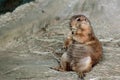 Prairie Dog Munches on Hay Royalty Free Stock Photo