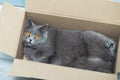 A domestic grey cat rests in a cardboard box