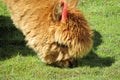 Cute furry brown alpaca eats grass Royalty Free Stock Photo