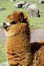 Cute furry brown alpaca Royalty Free Stock Photo