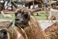 Cute furry brown Llama eating grass