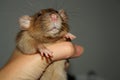 Cute furry burmese dumbo rat in the woman left hand. Long whiskers. Sweet paws