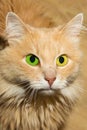 Cute furry cat orange with bright big eyes yellow green contrast portrait of a pet close-up Royalty Free Stock Photo