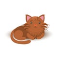 Cute furry cat sitting alone on white background Royalty Free Stock Photo