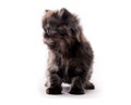 Cute furry dark kitten looking aside isolated Royalty Free Stock Photo