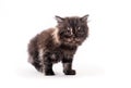 Cute furry dark kitten looking aside isolated Royalty Free Stock Photo