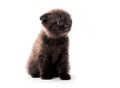 Cute furry dark kitten looking aside isolated Royalty Free Stock Photo