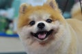 Cute Furry dog pomeranian