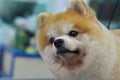 Cute Furry dog pomeranian