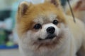 Cute Furry dog pomeranian