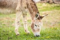 Cute, furry donkey Royalty Free Stock Photo