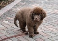 Cute Furry and Fluffy Brown Newfie Puppy Dog