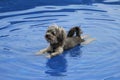 Cute furry gray dog swimming in a pool