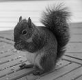 Cute and furry grey squirrel is perched atop a wooden surface with a handful of peanuts in its mouth