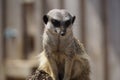 Cute inquisitive meerkat sitting on a log with neutral wood in the background