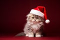 Cute furry kitten - Christmas Xmas season - Seasonal decoration - dark deep red background - santa hat