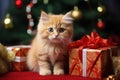 Cute furry kitten - Christmas Xmas season - Seasonal decoration - surrounded by gift boxes - brown fur