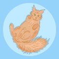 Cute furry lying maine coon cat, beautiful wooly isolated pet, for cards, prints, banners or veterinary guide