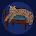 Cute furry lying maine coon cat, beautiful wooly isolated pet, for cards, prints, banners or veterinary guide