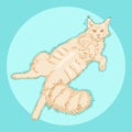 Cute furry lying maine coon cat, beautiful wooly isolated pet, for cards, prints, banners or veterinary guide