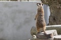 Cute furry meerkat. Nature wildlfie image with plain background. Royalty Free Stock Photo