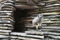 Cute furry meerkat. Nature wildlfie image with plain background.