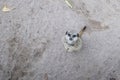 Cute furry meerkat. Nature wildlfie image with plain background.