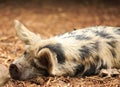 Cute Furry mottled miniature Pig resting