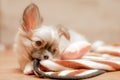 Cute puppy chewing the carpet