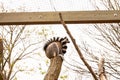 Cute furry ring-tailed lemur at the zoo during daytime