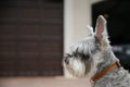 cute and furry schnauzer looking off camera with hair everywhere