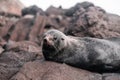 cute furry seal with long whiskers small ears and small eyes lying relaxed and calm on the stones and rocks near the