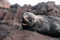 cute furry seal with long whiskers small ears and small eyes with open mouth showing teeth lying relaxed and calm on the