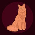 Cute furry sitting maine coon cat, beautiful wooly isolated pet, for cards, prints, banners or veterinary guide