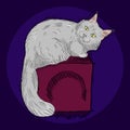 Cute furry sitting maine coon cat, beautiful wooly isolated pet, for cards, prints, banners or veterinary guide