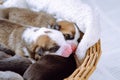 Cute, sleepy, innocent welsh corgi puppies lying in blanket of wicker basket on white background. Animal care and love