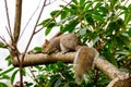 Cute and furry squirrel climbing up a tree