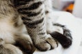 Cute furry striped cat paws with selective focus