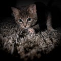 Cute furry tabby kitten Playfull