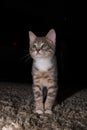 Cute furry tabby kitten Playfull