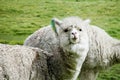 Cute furry white alpaca looking Royalty Free Stock Photo