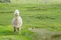 Cute furry white alpaca portrait Royalty Free Stock Photo