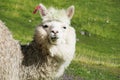 Cute furry white alpaca portrait