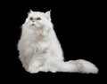 Cute furry white cat with long furry tail, isolated