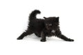 Cute four-week-old kitten on white Royalty Free Stock Photo